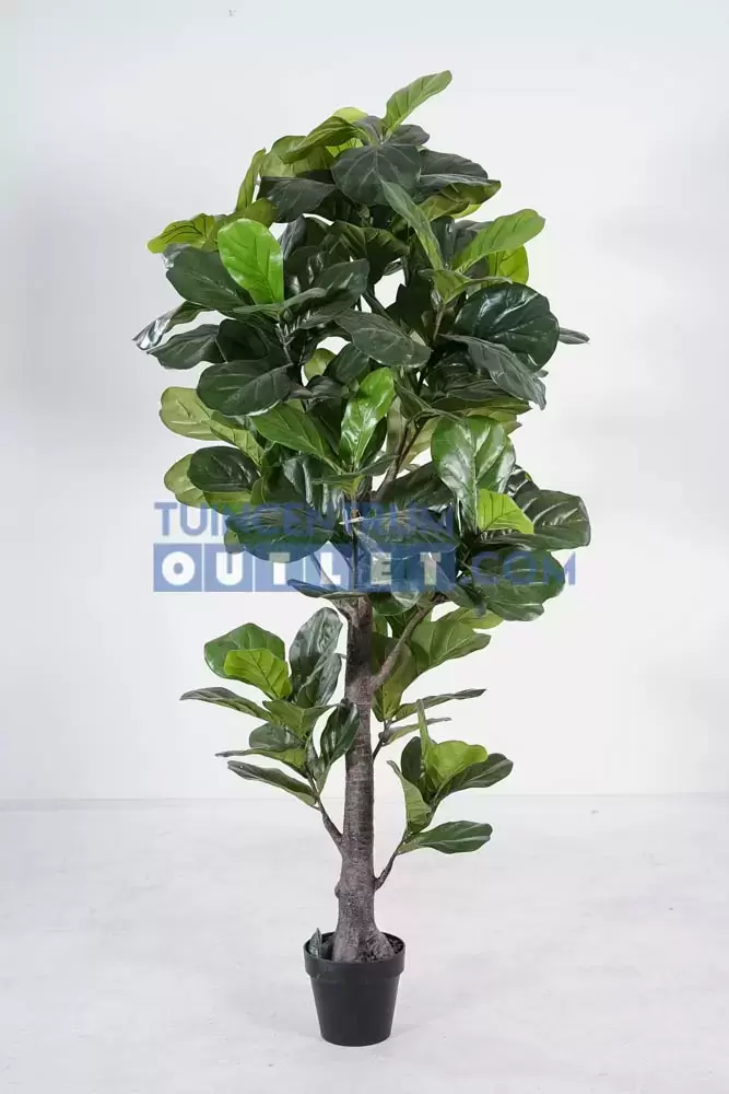 Ficus lyrata i/pot h190cm groen, Noach, www.tuincentrumoutlet.com