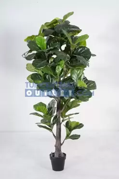 Ficus lyrata h190cm groen