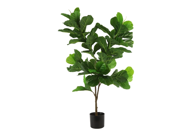 Ficus lyrata M groen, Countryfield, Tuincentrumoutlet