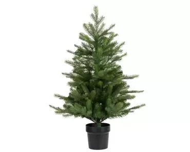 Grandis miniboom - 60 cm groen