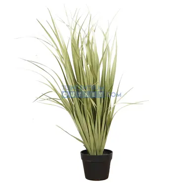 Gras breedbladerig i/pot h98cm grn, Noach Outdoor, Tuincentrum Outlet