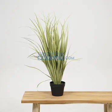 Gras breedbladerig i/pot h98cm grn sfeer, Noach Outdoor, Tuincentrum Outlet