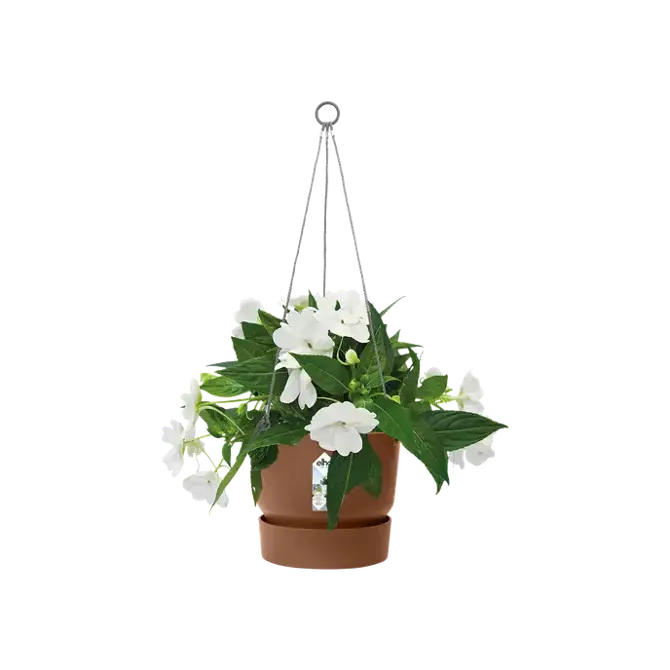 greenville hanging basket 24cm gemberbruin potplant, Elho, tuincentrumoutlet