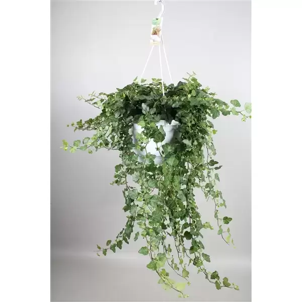 Hedera Wonder hangpot, Plant Collect, www.tuincentrumoutlet.com