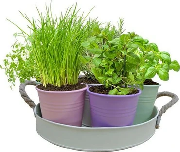 Herb festival pastel pot+7srt kruid potten, Baltus, TuincentrumOutlet