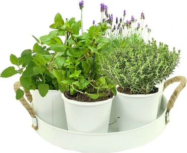 Herb festival world of tea wit 7st sfeer, Baltus, Tuincentrum Outlet