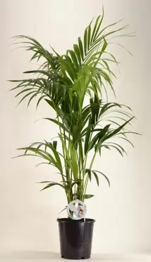 Howea Forsteriana p24, Plant Collect, www.tuincentrumoutlet.com