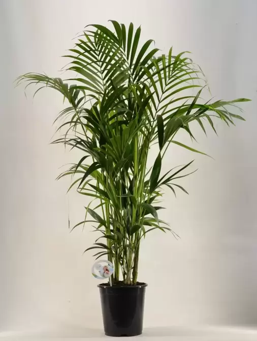 Howea Forsteriana p27, Plant Collect, www.tuincentrumoutlet.com