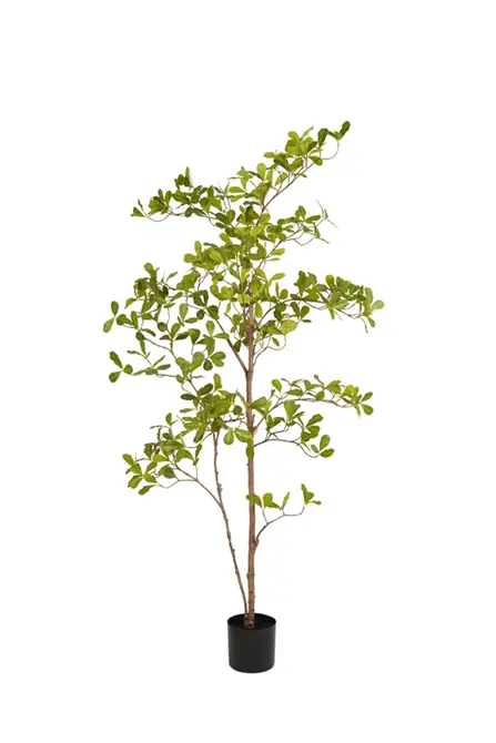 Indische amandelboom in pot l100cm groen, Emerald Eternal Green B.V., tuincentrumoutlet.com