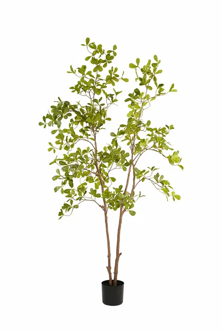 Indische amandelboom in pot l100cm groen, Emerald, tuincentrumoutlet.com
