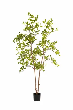 Indische amandelboom in pot l100cm groen, Emerald, tuincentrumoutlet.com