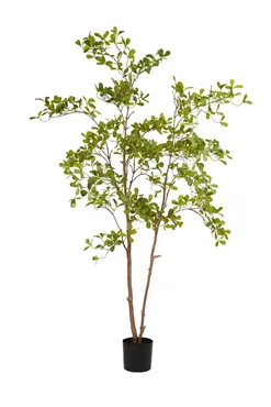 Indische amandelboom in pot l110cm groen, Emerald Eternal Green B.V., tuincentrumoutlet.com