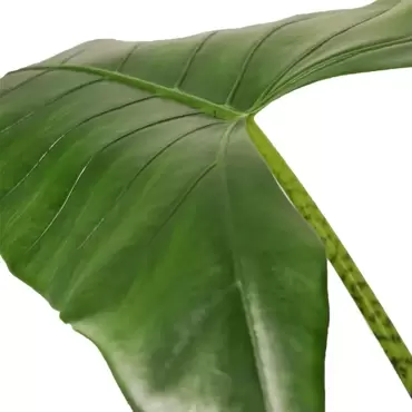 Kamerplant Alocasia Zebrina Ø19cm H70cm - afbeelding 2