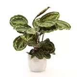 Kamerplant Calathea Medallion Ø21cm H±75cm