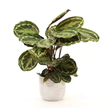 Kamerplant Calathea Medallion Ø21cm H±75cm - afbeelding 1