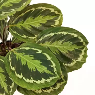 Kamerplant Calathea Medallion Ø21cm H±75cm - afbeelding 2