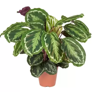 Kamerplant Calathea Medallion Ø27cm H±80cm - afbeelding 4