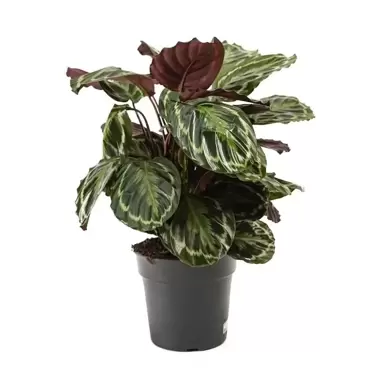 Kamerplant Calathea Medallion Ø27cm H±80cm - afbeelding 1