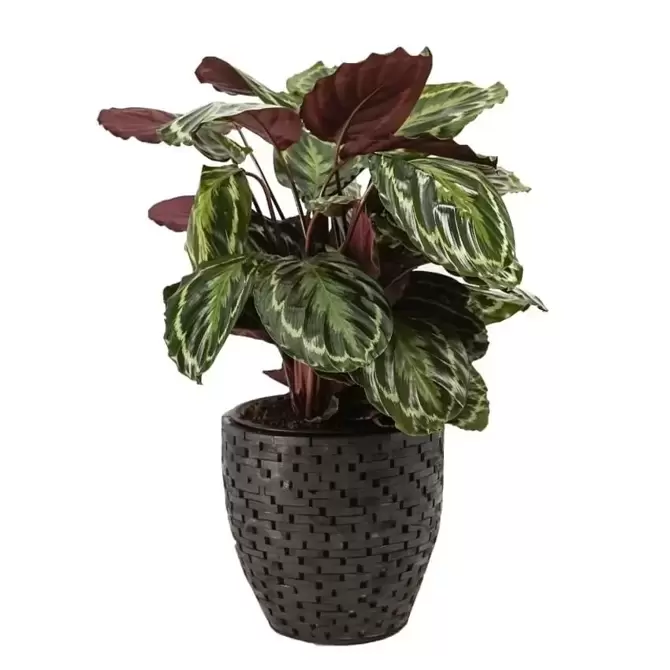 Kamerplant Calathea Medallion Ø27cm H±80cm - afbeelding 2