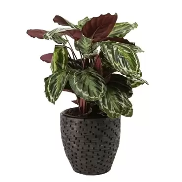 Kamerplant Calathea Medallion Ø27cm H±80cm - afbeelding 2