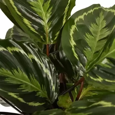 Kamerplant Calathea Medallion Ø27cm H±80cm - afbeelding 3