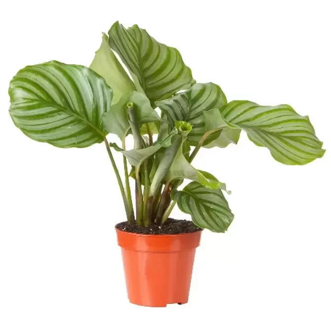 Kamerplant Calathea orbifolia Ø21cm H70cm - afbeelding 1