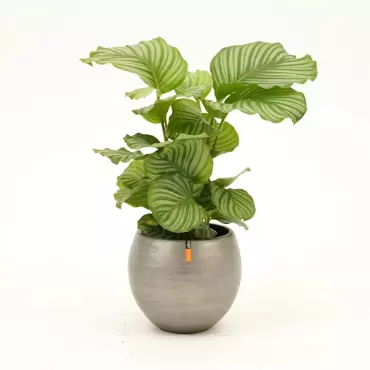 Kamerplant Calathea orbifolia Ø21cm H70cm - afbeelding 4