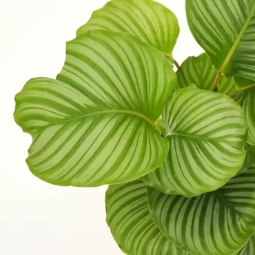 Kamerplant Calathea orbifolia Ø21cm H70cm - afbeelding 3