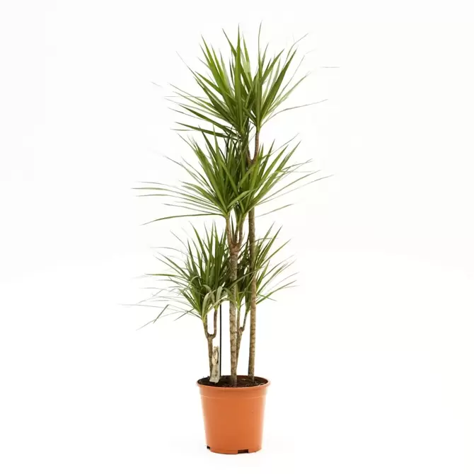 Kamerplant Dracaena marginata d27 - afbeelding 1