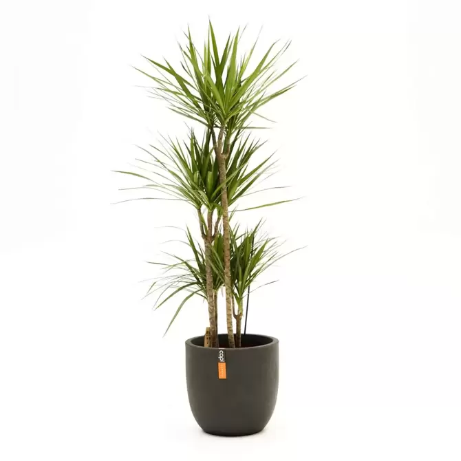 Kamerplant Dracaena marginata d27 - afbeelding 2