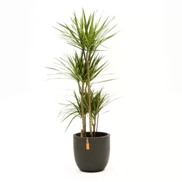 Kamerplant Dracaena marginata d27 - afbeelding 2