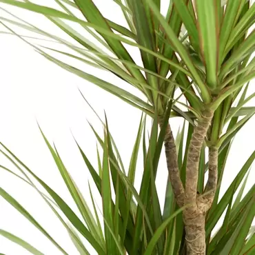 Kamerplant Dracaena marginata d27 - afbeelding 3