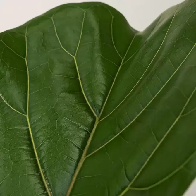 Kamerplant Ficus lyrata Ø32cm H160cm - afbeelding 3