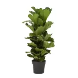 Kamerplant Ficus lyrata Ø32cm H160cm