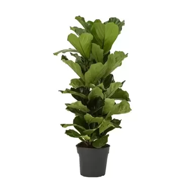 Kamerplant Ficus lyrata Ø32cm H160cm - afbeelding 1