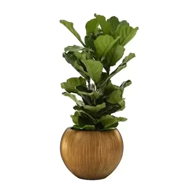 Kamerplant Ficus lyrata Ø40cm H220cm - afbeelding 2