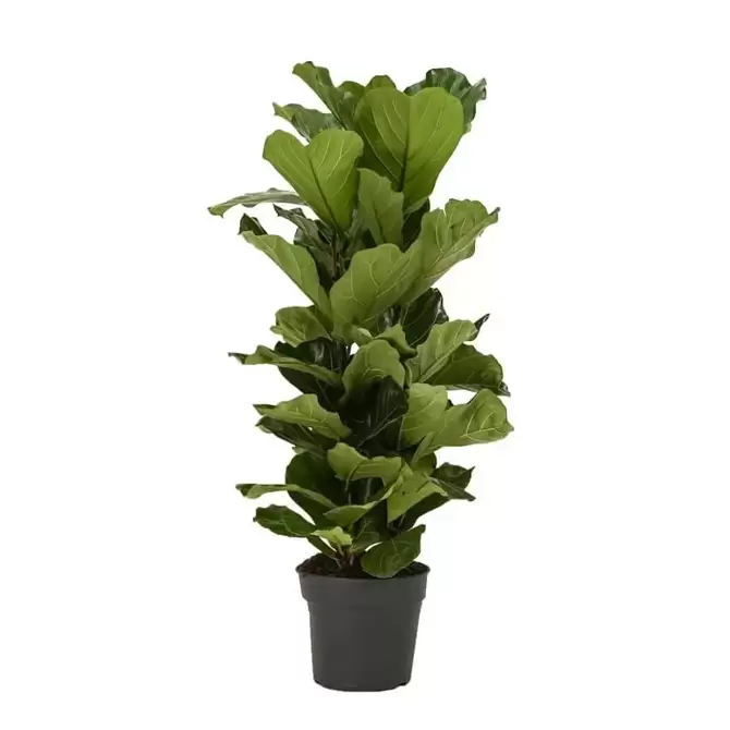 Kamerplant Ficus lyrata Ø40cm H220cm - afbeelding 1