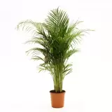 Kamerplant Goudpalm Ø24cm H±130 cm