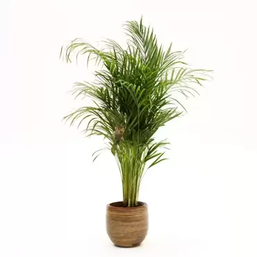 Kamerplant Goudpalm Ø24cm H±130 cm - afbeelding 2