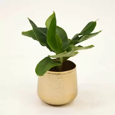 Kamerplant Musa Tropicana Ø17cm - afbeelding 2