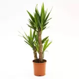 Kamerplant Yucca Ø21cm H90cm 3 stam
