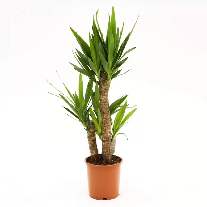 Kamerplant Yucca Ø21cm H90cm 3 stam - afbeelding 1