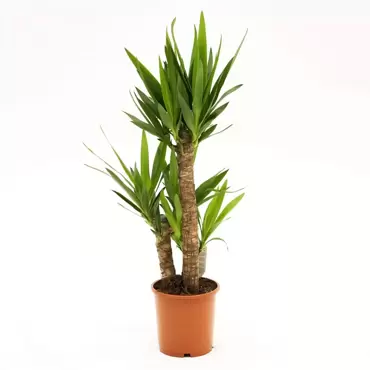 Kamerplant Yucca Ø21cm H90cm 3 stam - afbeelding 1