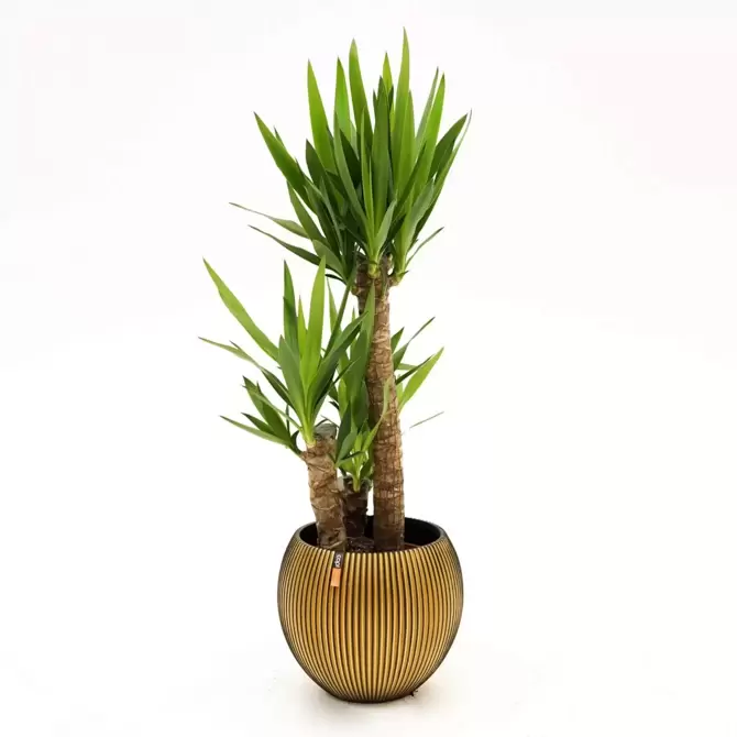 Kamerplant Yucca Ø21cm H90cm 3 stam - afbeelding 2