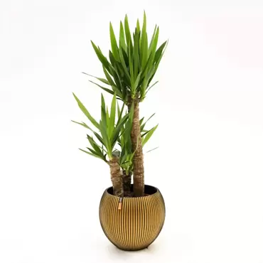 Kamerplant Yucca Ø21cm H90cm 3 stam - afbeelding 2