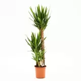 Kamerplant Yucca Ø24cm H130cm 3 stam
