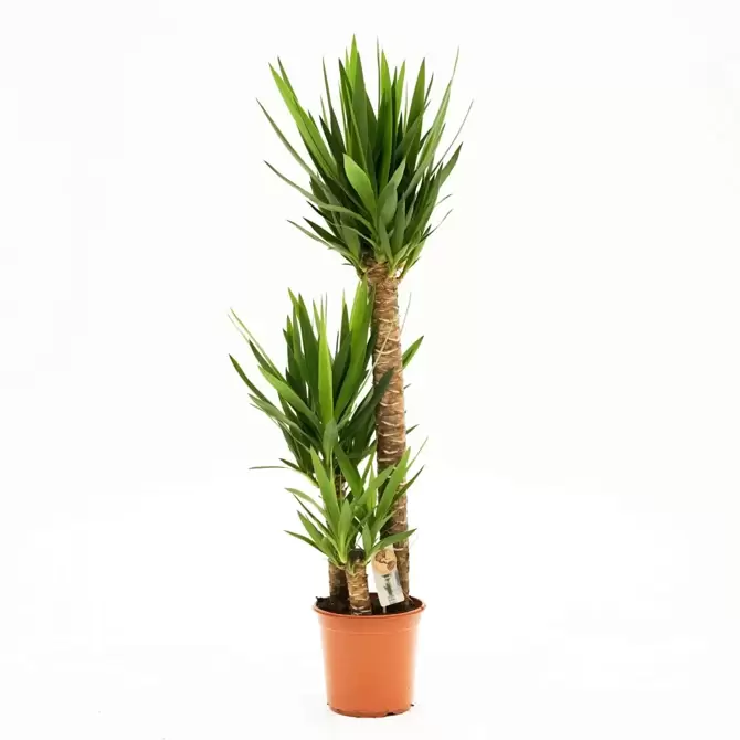 Kamerplant Yucca Ø24cm H130cm 3 stam - afbeelding 1