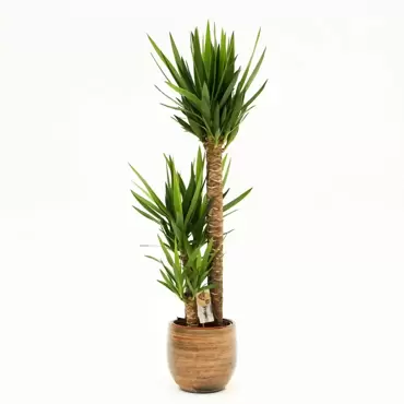 Kamerplant Yucca Ø24cm H130cm 3 stam - afbeelding 2