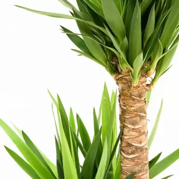 Kamerplant Yucca Ø24cm H130cm 3 stam - afbeelding 3