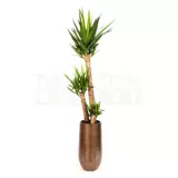 Kamerplant Yucca Ø27cm H170cm 3 stam